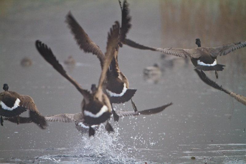 Canadian Geese Taking Flight